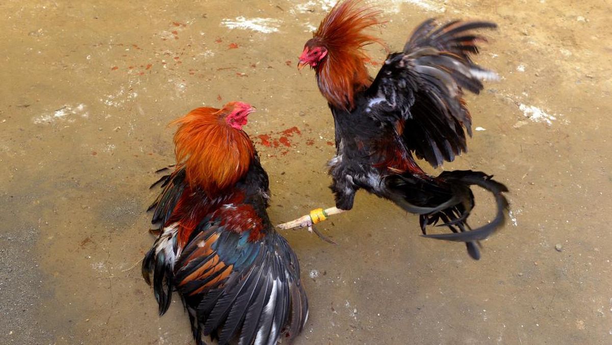 Sabung Ayam Terpopuler Tahun Ini: Arena, Odds, dan Provider Pilihan